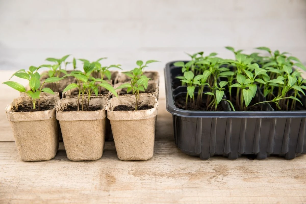 Paper seed starter pots and a plastic seed tray holding young seedlings side by side Paper seed starter pots and a plastic seed tray holding young seedlings side by side